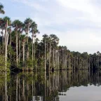 Tambopata